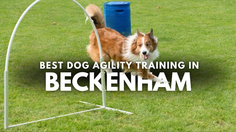 Best Dog Agility Training in Beckenham