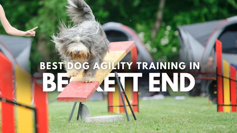 Best Dog Agility Training in Beckett End