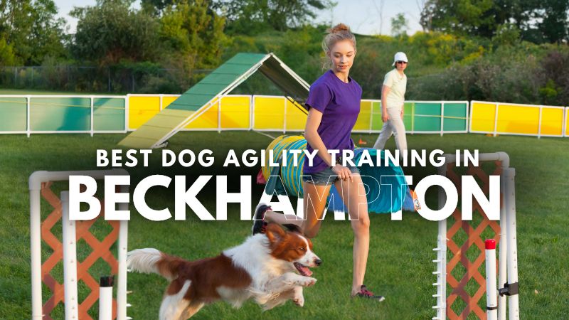 Best Dog Agility Training in Beckhampton