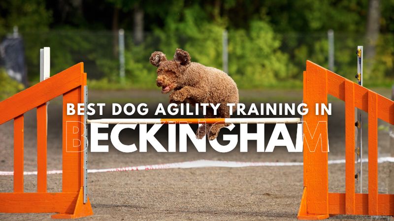 Best Dog Agility Training in Beckingham