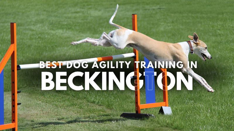Best Dog Agility Training in Beckington