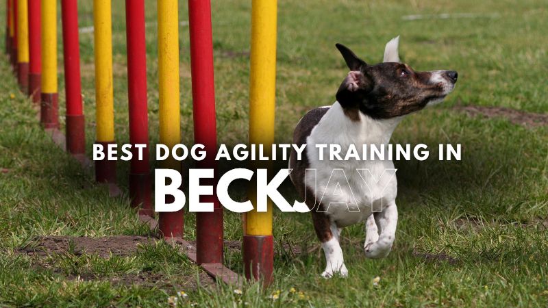 Best Dog Agility Training in Beckjay