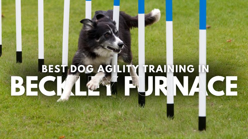 Best Dog Agility Training in Beckley Furnace