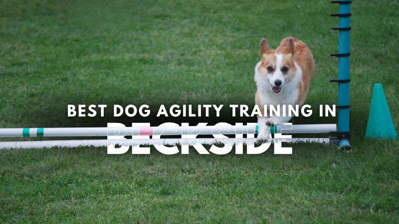 Best Dog Agility Training in Beckside