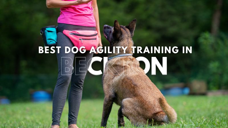 Best Dog Agility Training in Beckton