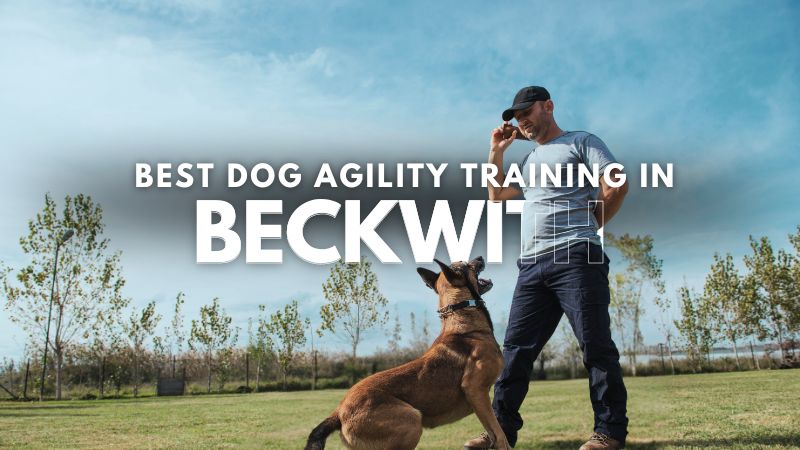 Best Dog Agility Training in Beckwith