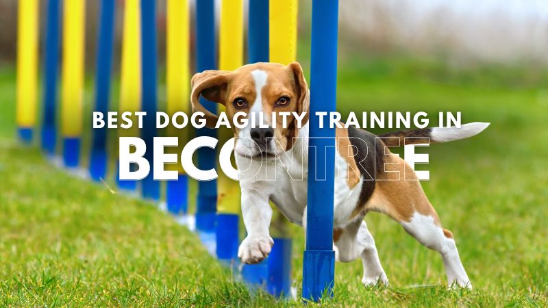 Best Dog Agility Training in Becontree