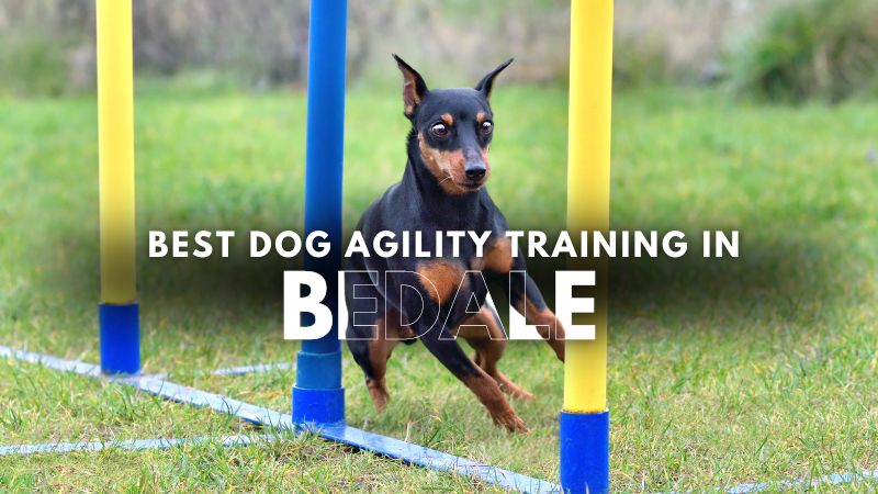 Best Dog Agility Training in Bedale