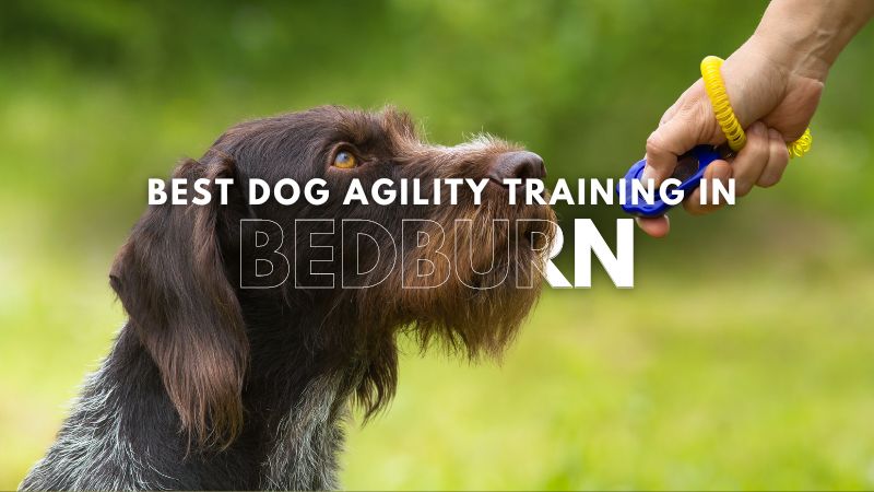 Best Dog Agility Training in Bedburn