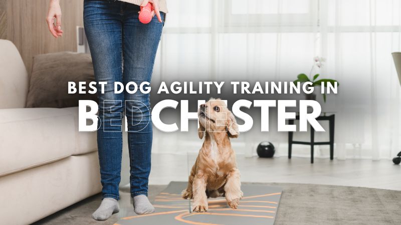 Best Dog Agility Training in Bedchester