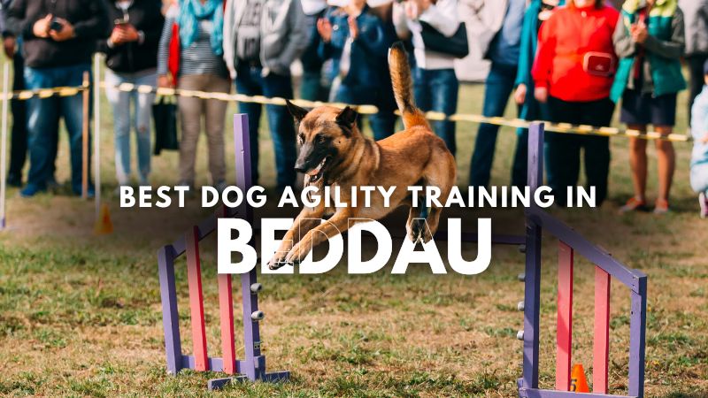 Best Dog Agility Training in Beddau