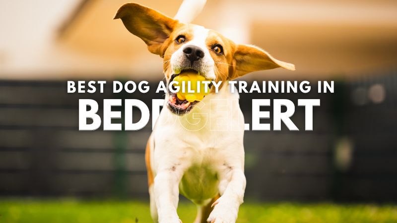 Best Dog Agility Training in Beddgelert