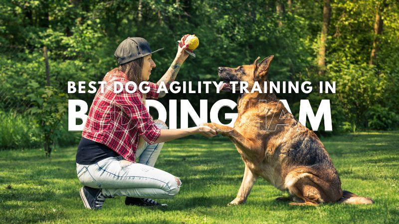 Best Dog Agility Training in Beddingham