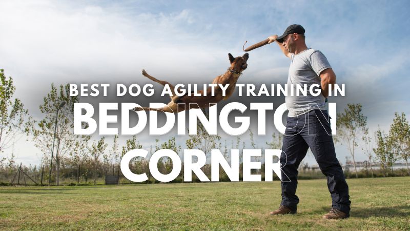 Best Dog Agility Training in Beddington Corner