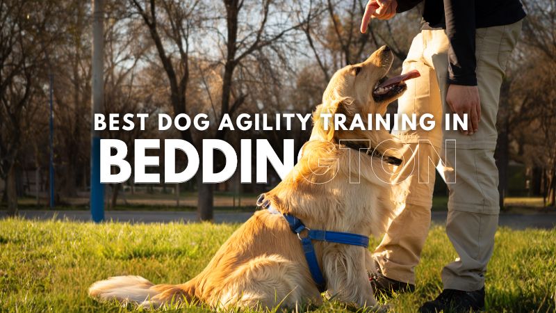 Best Dog Agility Training in Beddington