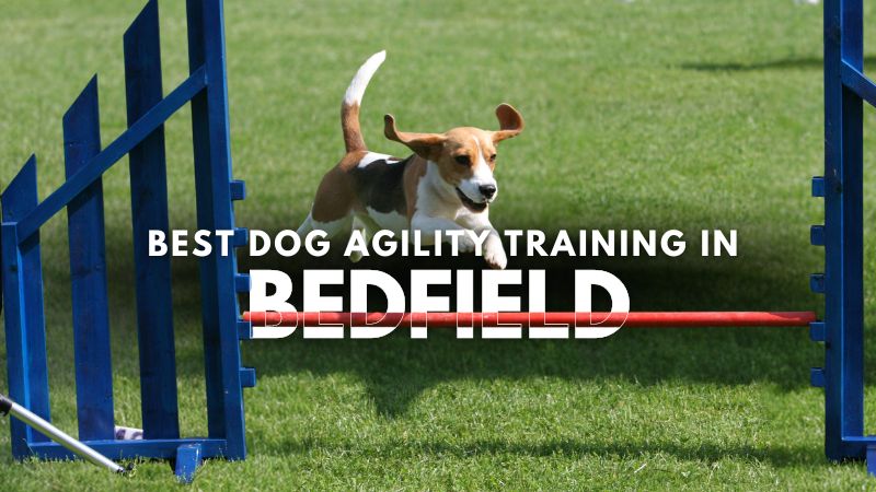 Best Dog Agility Training in Bedfield