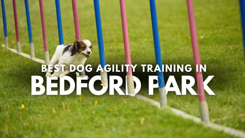 Best Dog Agility Training in Bedford Park