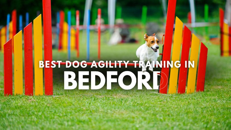Best Dog Agility Training in Bedford