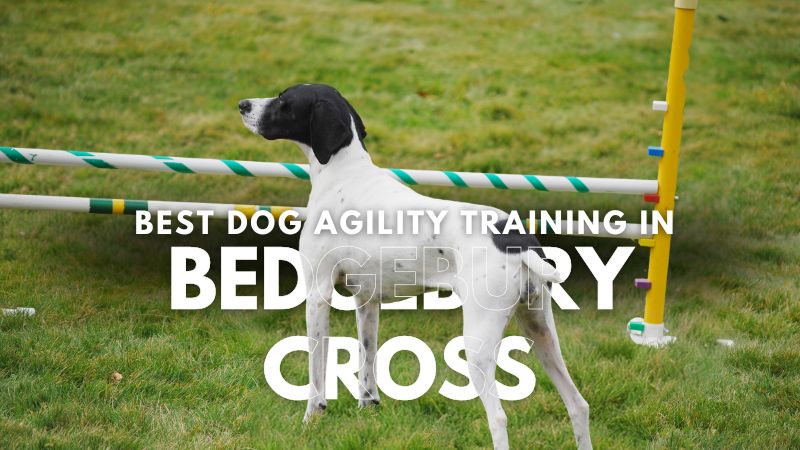 Best Dog Agility Training in Bedgebury Cross