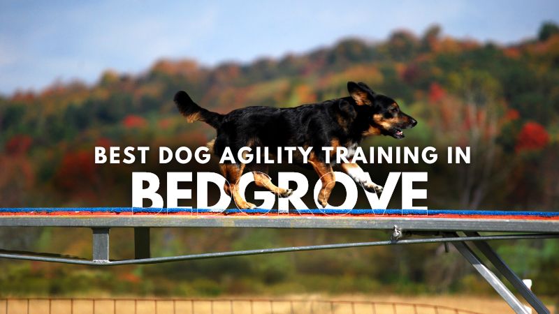 Best Dog Agility Training in Bedgrove