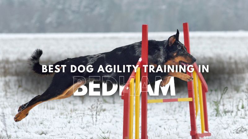 Best Dog Agility Training in Bedham