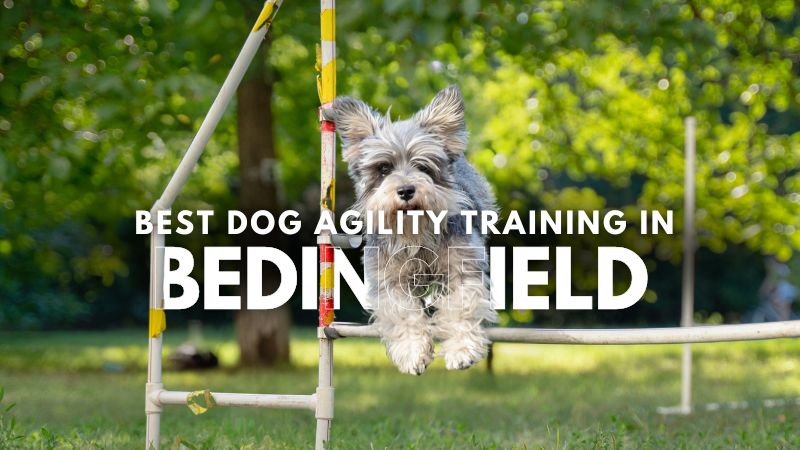 Best Dog Agility Training in Bedingfield