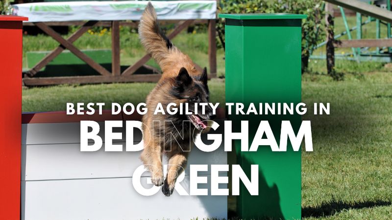 Best Dog Agility Training in Bedingham Green