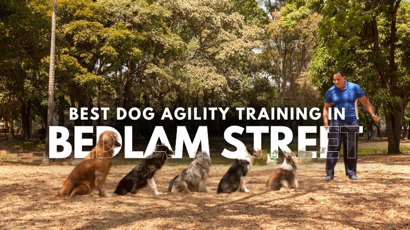 Best Dog Agility Training in Bedlam Street