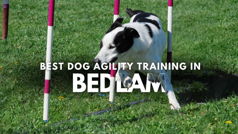 Best Dog Agility Training in Bedlam