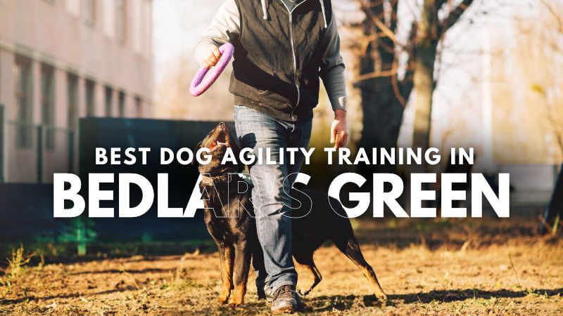 Best Dog Agility Training in Bedlar's Green