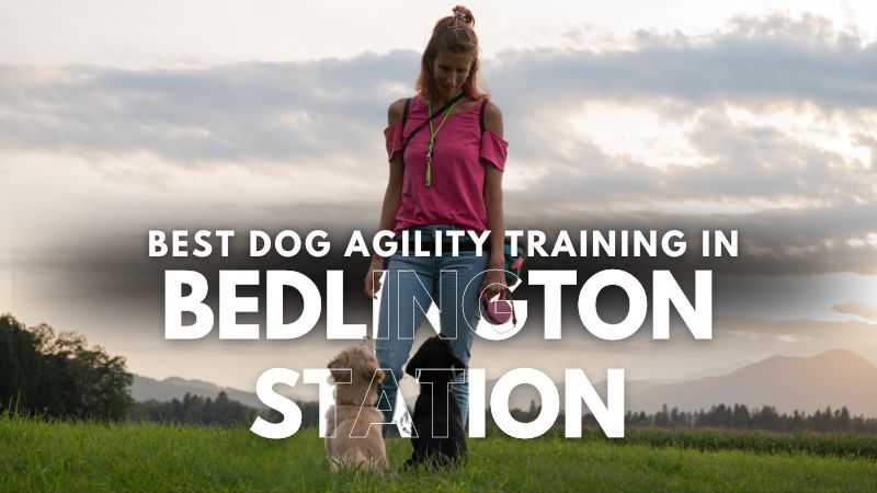 Best Dog Agility Training in Bedlington Station