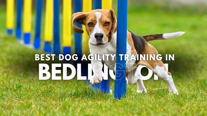 Best Dog Agility Training in Bedlington