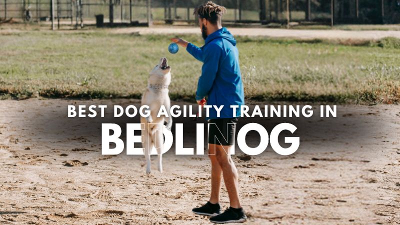 Best Dog Agility Training in Bedlinog