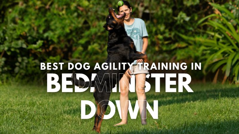 Best Dog Agility Training in Bedminster Down