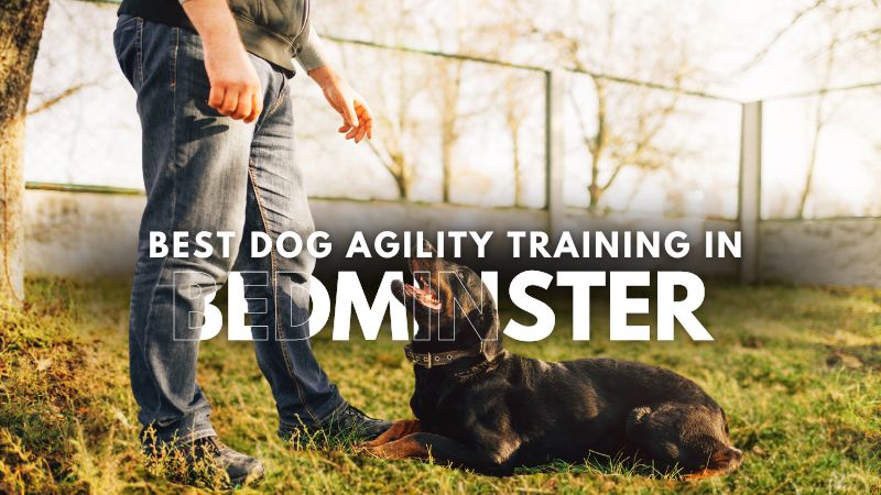 Best Dog Agility Training in Bedminster