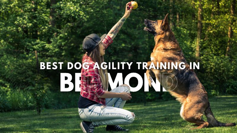 Best Dog Agility Training in Bedmond