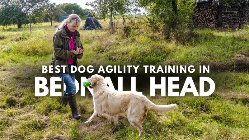 Best Dog Agility Training in Bednall Head