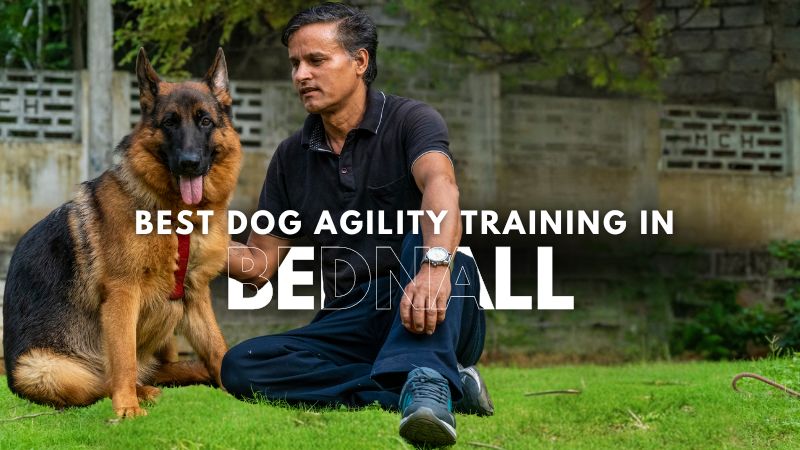 Best Dog Agility Training in Bednall