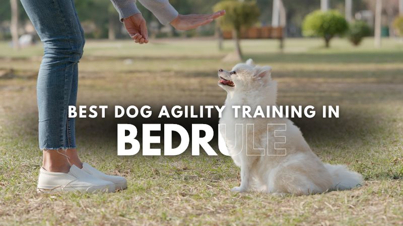 Best Dog Agility Training in Bedrule