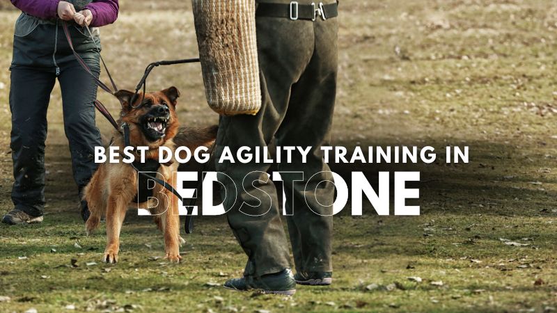 Best Dog Agility Training in Bedstone