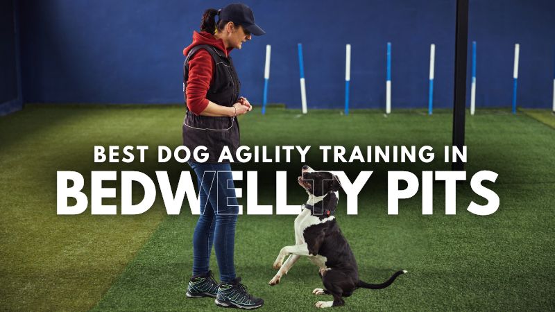 Best Dog Agility Training in Bedwellty Pits