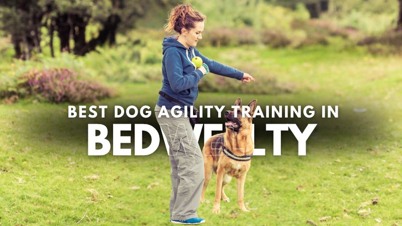 Best Dog Agility Training in Bedwellty