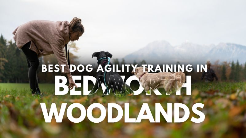 Best Dog Agility Training in Bedworth Woodlands