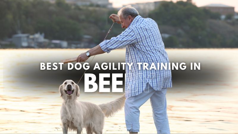 Best Dog Agility Training in Beeby