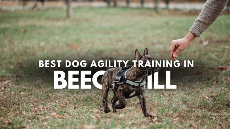 Best Dog Agility Training in Beech Hill