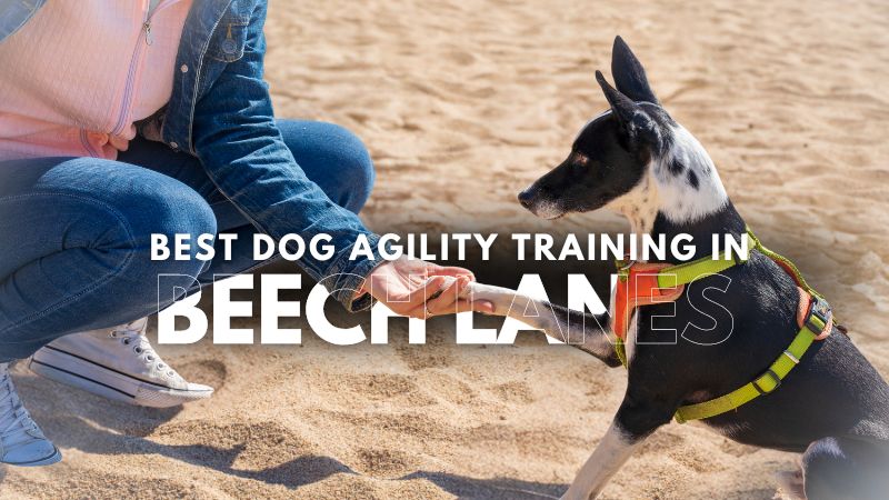 Best Dog Agility Training in Beech Lanes