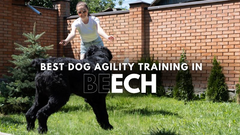 Best Dog Agility Training in Beech