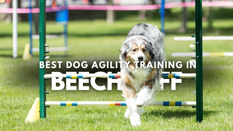 Best Dog Agility Training in Beechcliff