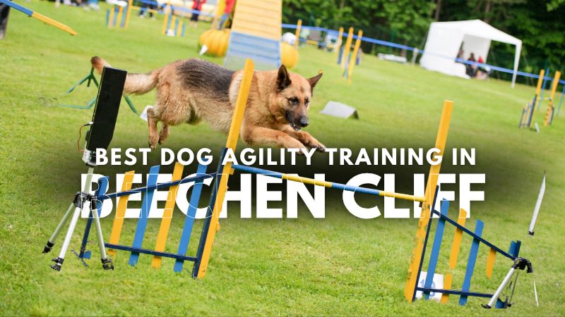 Best Dog Agility Training in Beechen Cliff