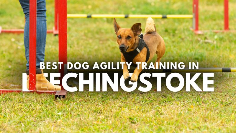 Best Dog Agility Training in Beechingstoke